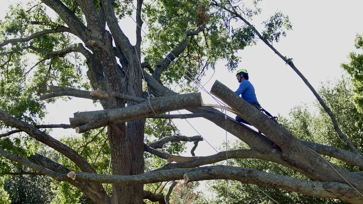 Professional Crown Thinning performed by certified arborists in Edroy